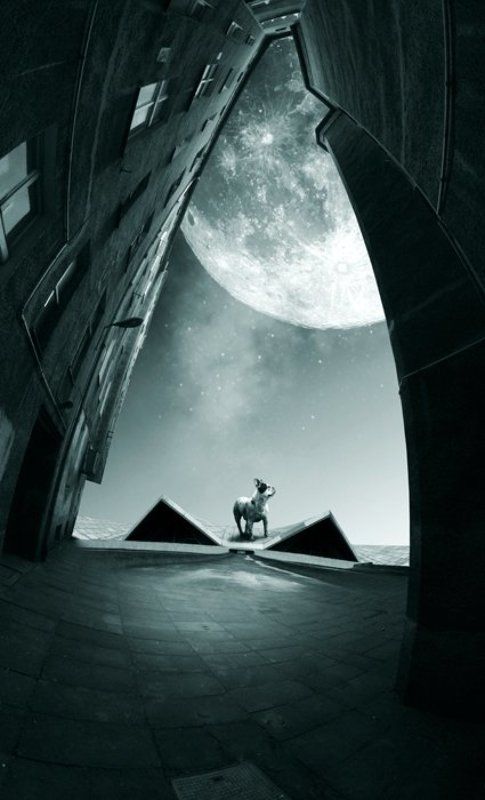 animalsphoto preview