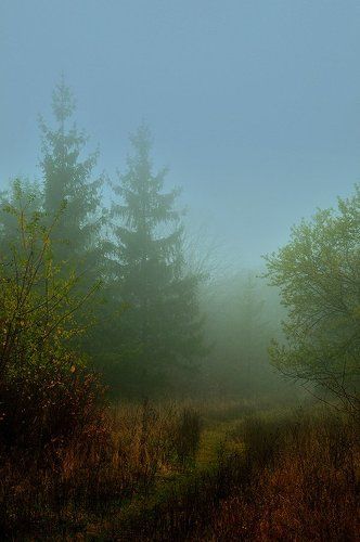 Про тропинку среди мокрых бурьянов, уходящую в хвойный туман...