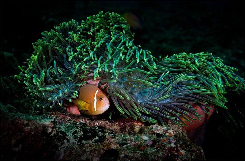 салтыков-щедрин Премудрый пескарьphoto preview