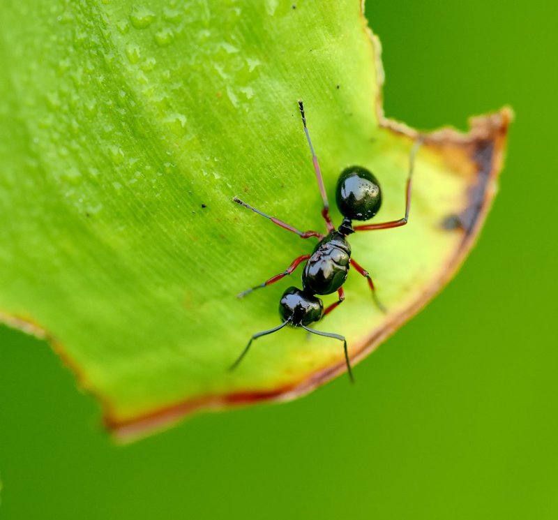 Муравьишко...photo preview