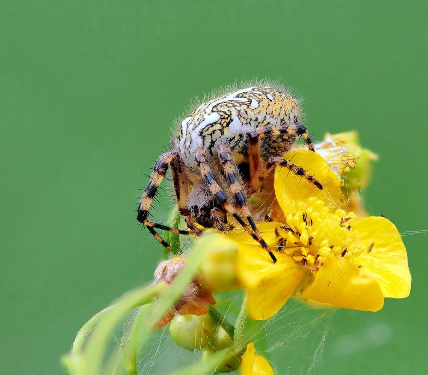 Мамаша.... Автор: Alexey Gnilenkov , Alexey Gnilenkov