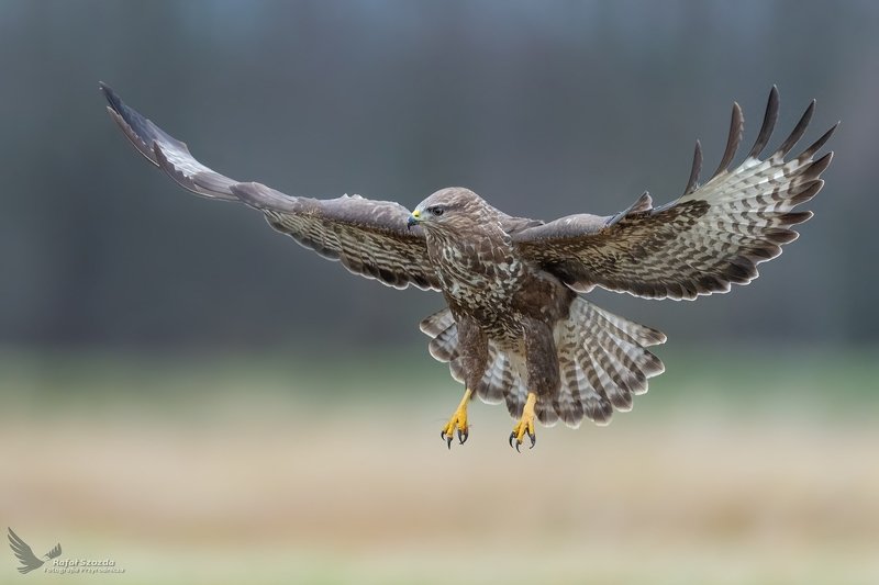 Myszołów, Common Buzzard (Buteo buteo) ... 2020r