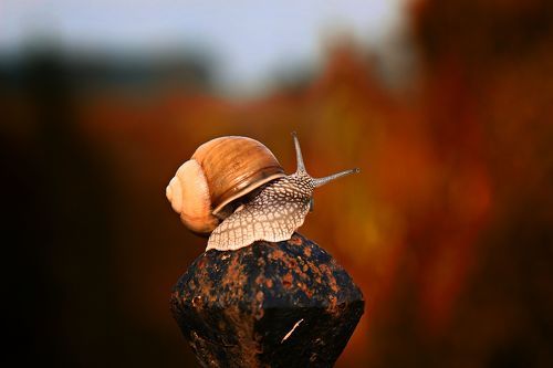 Snail