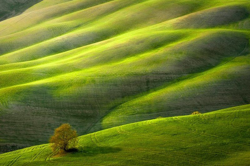 lonely treephoto preview