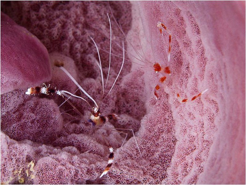 Сборная креветочная солянкаphoto preview