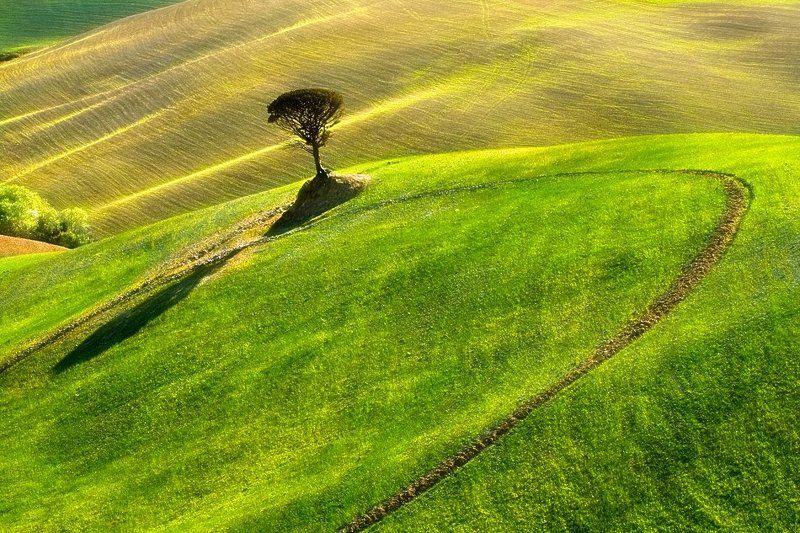 Tree ...photo preview