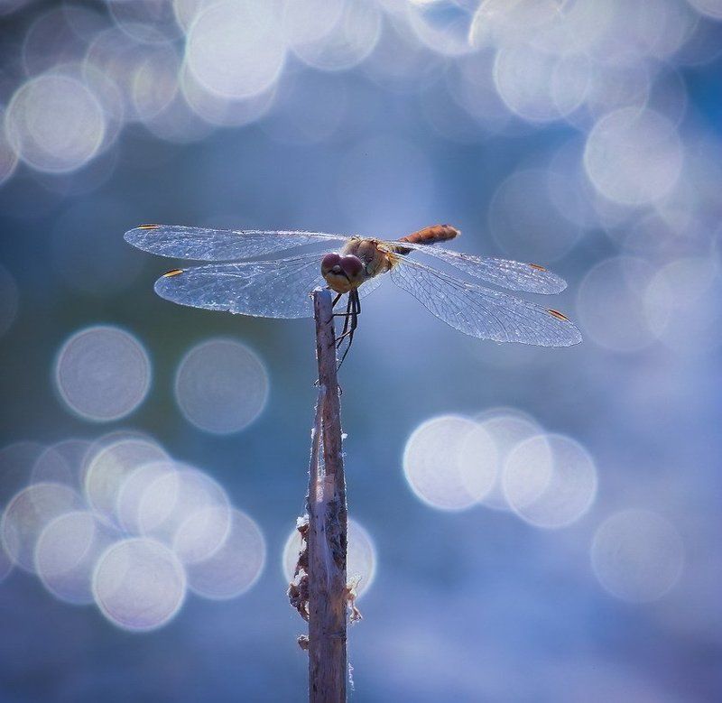 стрекоза ЖАРКИЙ ДЕНЬ.photo preview
