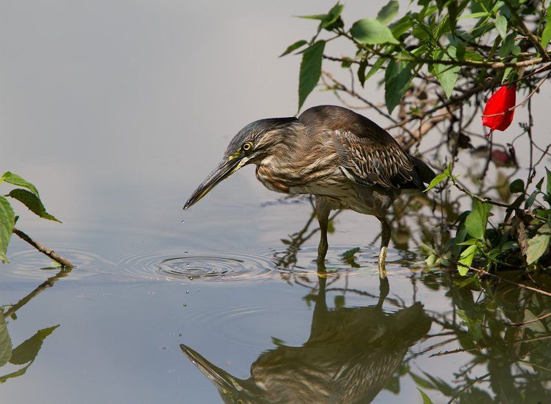 butorides striatus, зеленая кваква, птицы, бразилия капелькиphoto preview