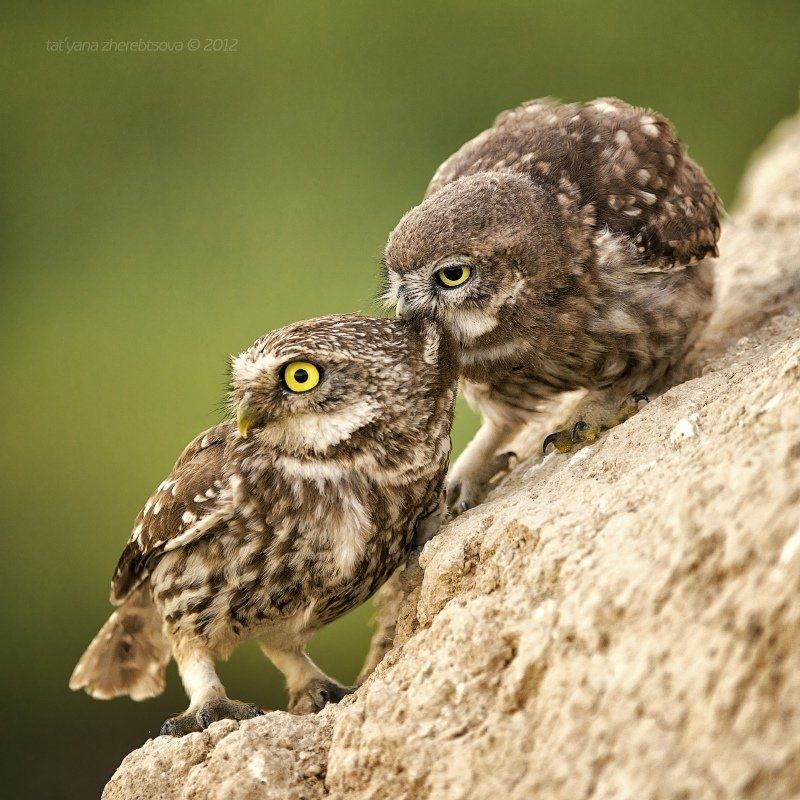 Сычик. Кормлениеphoto preview