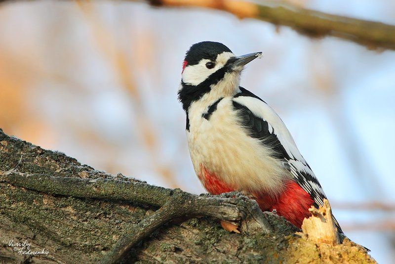 дятел, белокрылый, dendrocopos, leucopterus, птицы Дровосекphoto preview