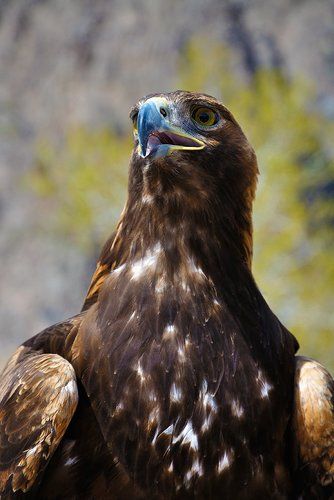Золотой охотник Пестрых гор