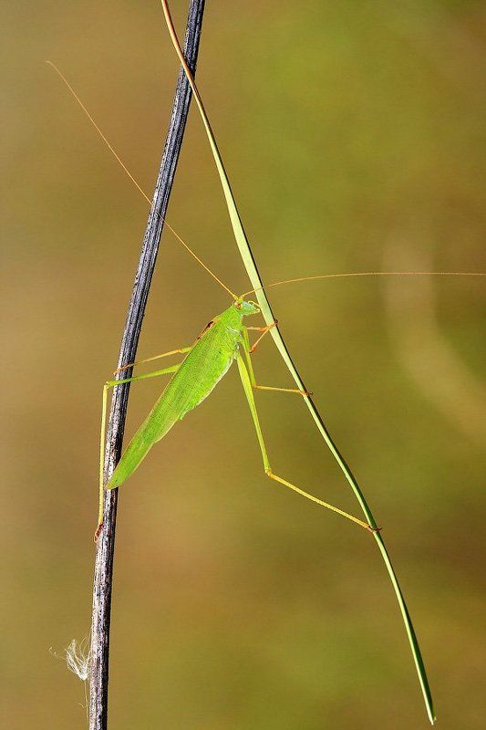 АкробатикАphoto preview