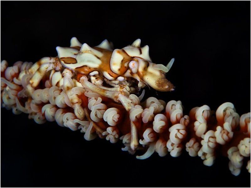 Сборная крабовая солянкаphoto preview