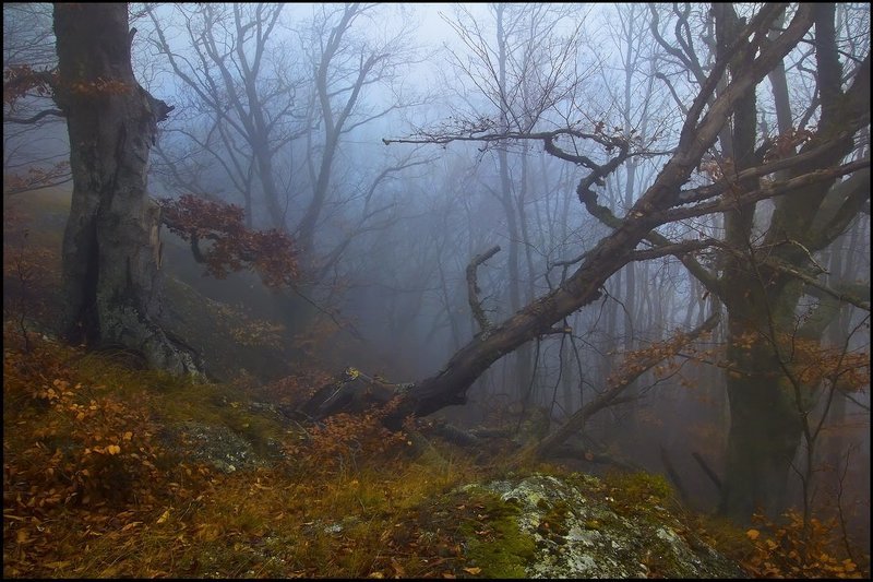 Таинственный лесphoto preview