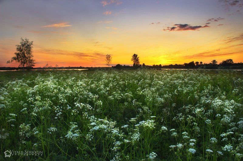 цветы., вечер Цветыphoto preview