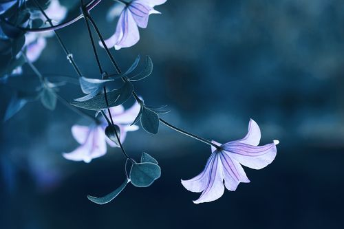 Когда-то было лето...