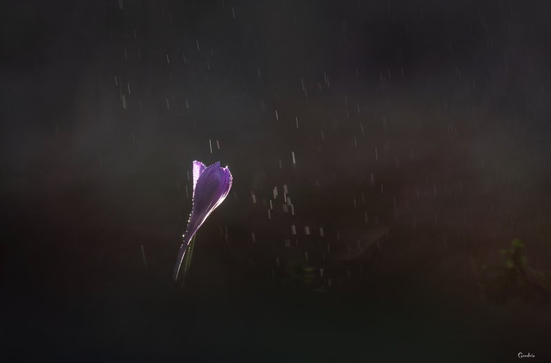 Дыхание весныphoto preview