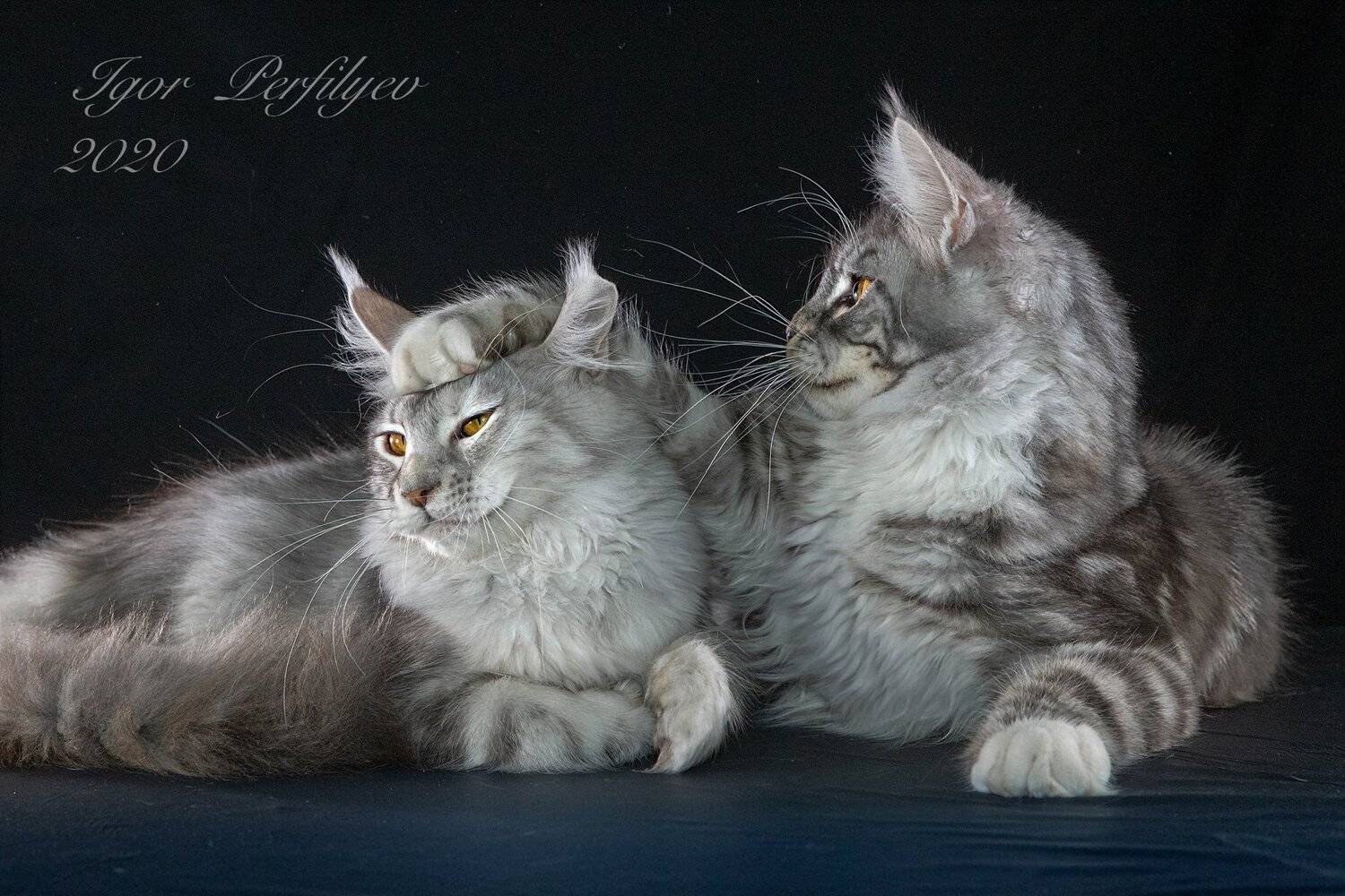 , игорь перфильев