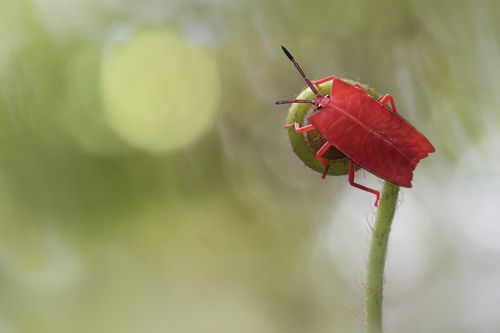 Red Bug