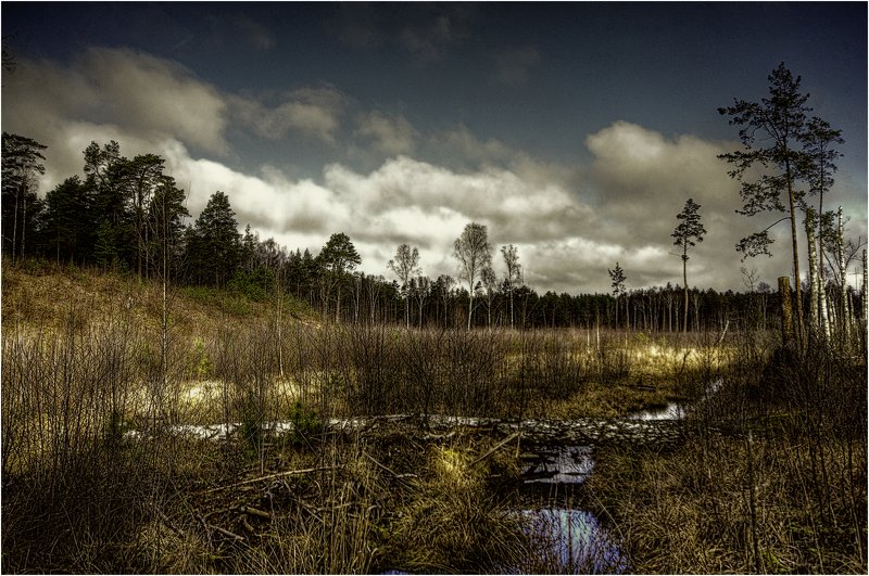 Болото.photo preview