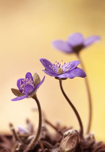 Springtime