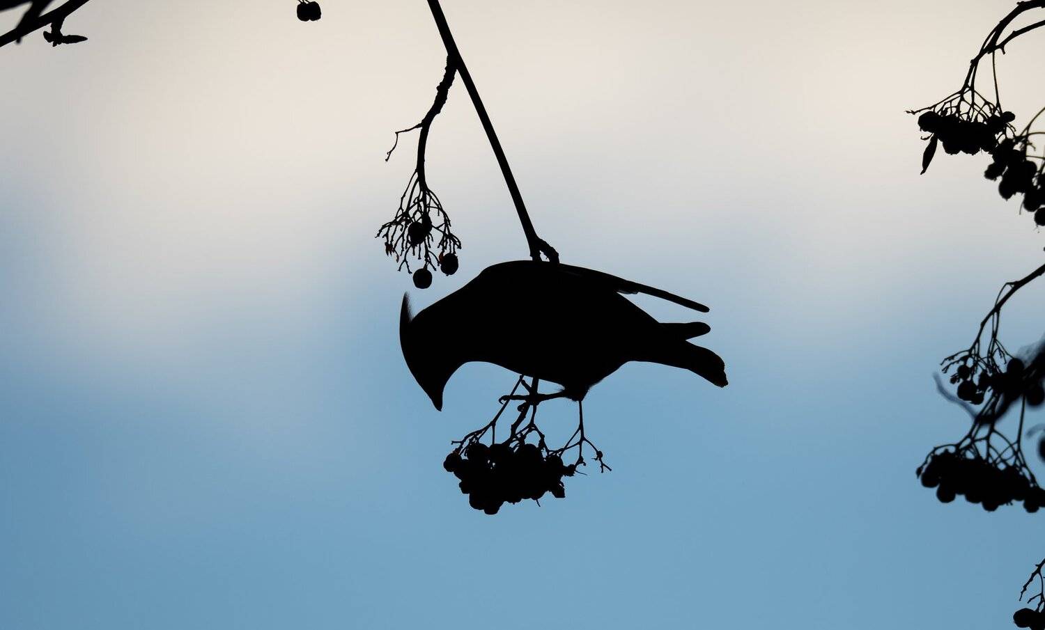 свиристель, обыкновенный свиристель, Bombycilla garrulus, силуэт, силуэт птицы, зима, рябина, ягоды, грозди рябины, птица  на рябине, голубой, Ксения Соварцева