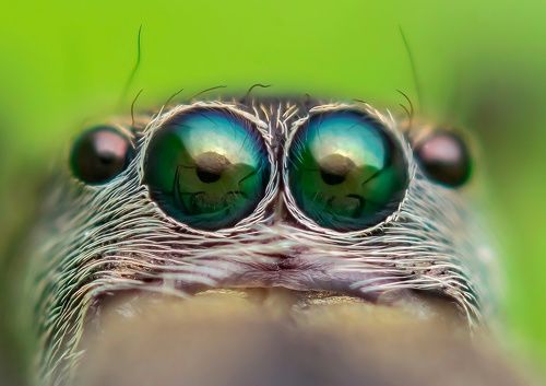 Close up of ant mimic spider