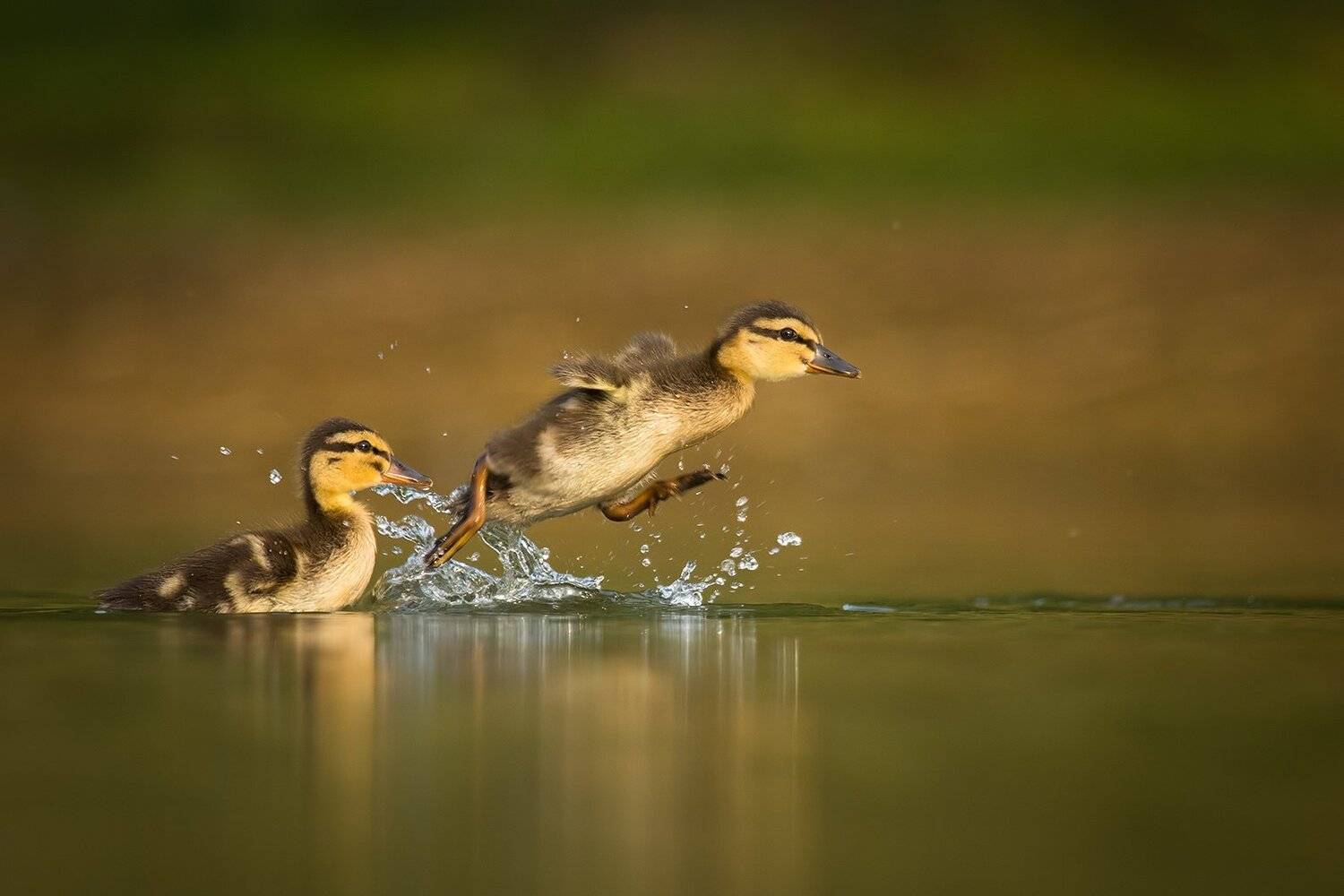 , Robert Adamec