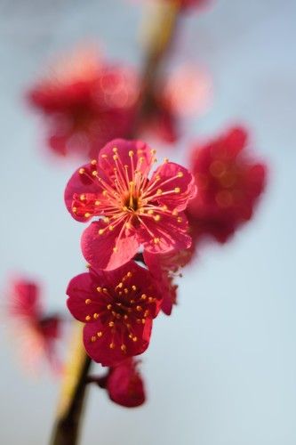 Red plum