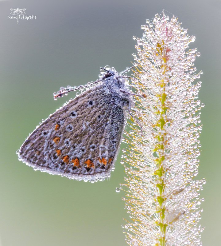 Polyommatus icarus- Modraszek ikar.photo preview