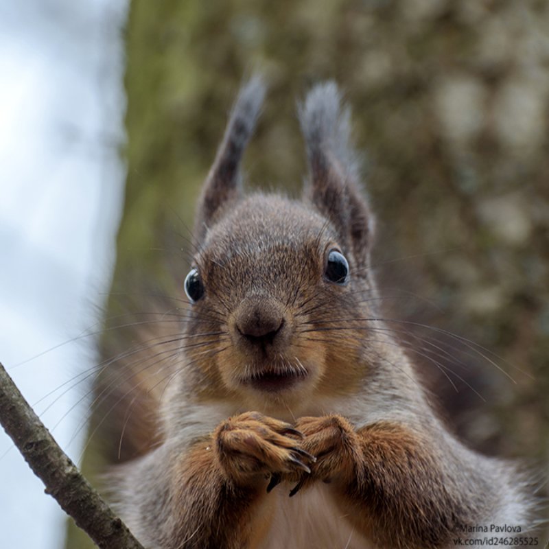 животные, животный мир, белка, парк А чё это вы тут делаете, а?photo preview