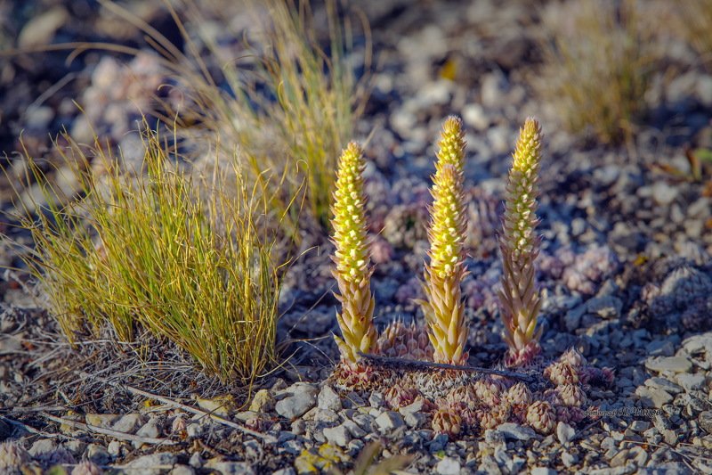 заячья капуста заячья капустаphoto preview