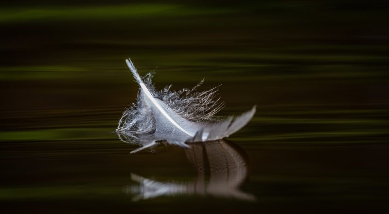 reflection,waterscape,feather,green,swimmer, Swimmerphoto preview