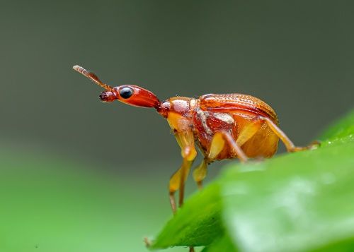Leaf rolling weevil 