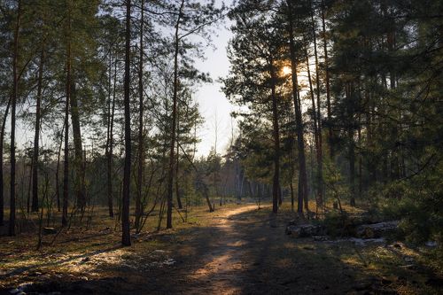 Стоит недвижно и безмолвно лес прозрачный