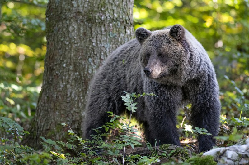 Slovenian brown bearphoto preview