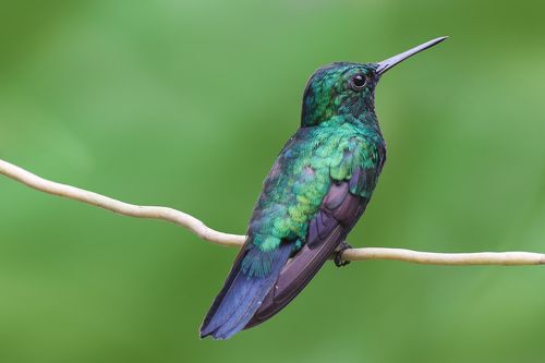 Resting
