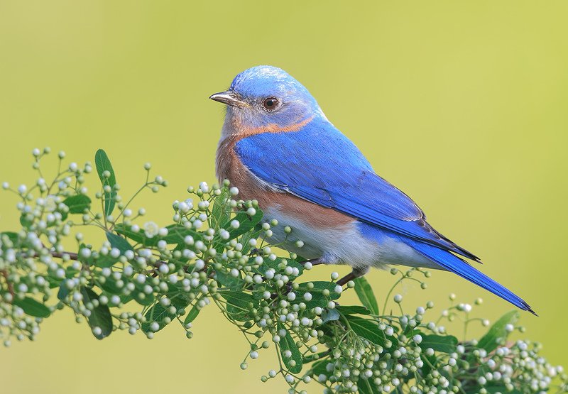 восточная сиалия, eastern bluebird,bluebird Восточная сиалия cамец - Eastern Bluebirdphoto preview
