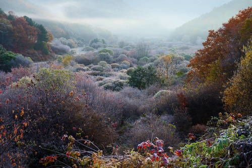 A natural garden