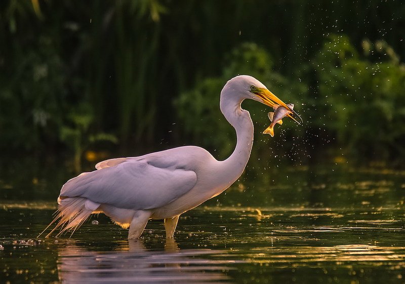 Удачная рыбалкаphoto preview