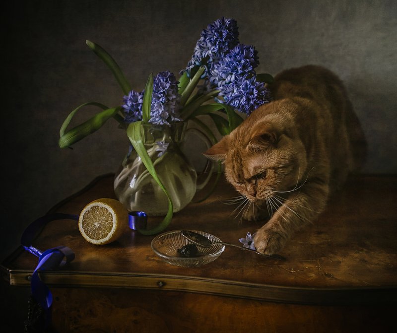 натюрморт, стекло, цветы, гиацинты, лимон, животные, кот Про Рыжика и гиацинтыphoto preview