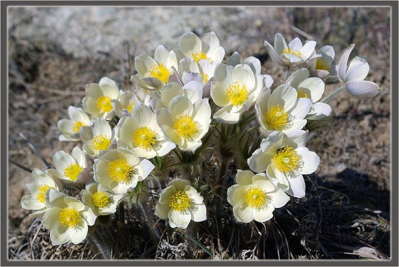 сон-трава,прострел Подснежникиphoto preview