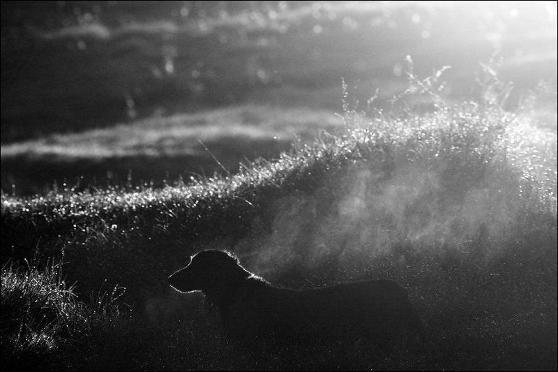 ЧБ утренняя картинка с собакой в сырой траве и контровом светеphoto preview