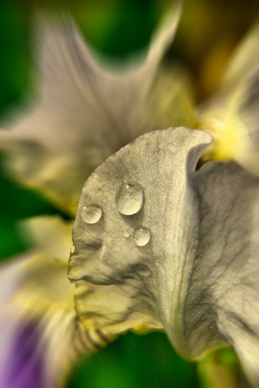 Ирисphoto preview