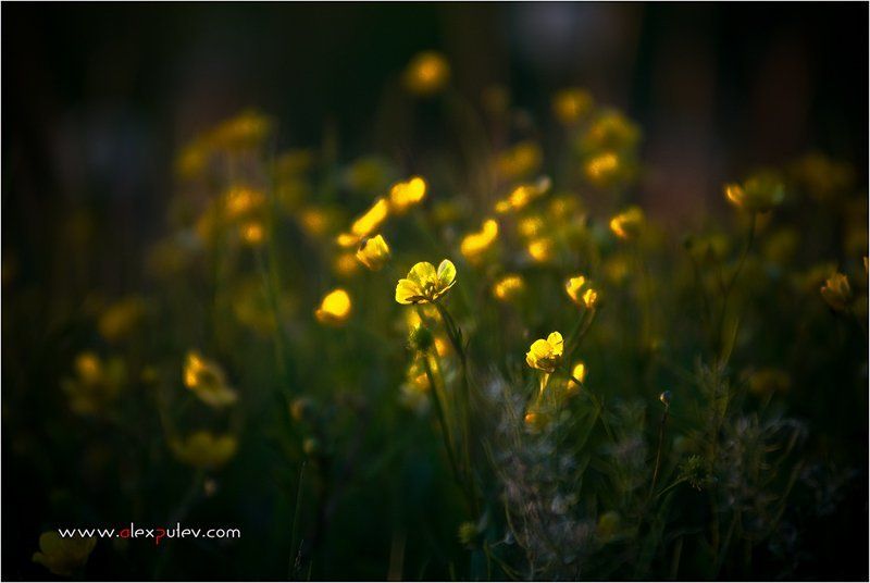 природа,закат,солнце,цветы Солнечные зайчикиphoto preview