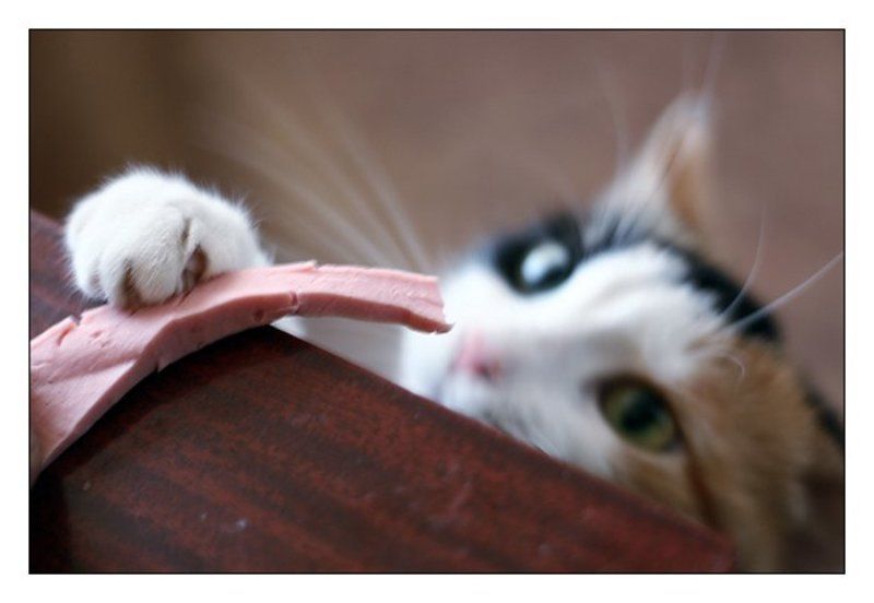 теперь,наемся папал(а)ось )photo preview