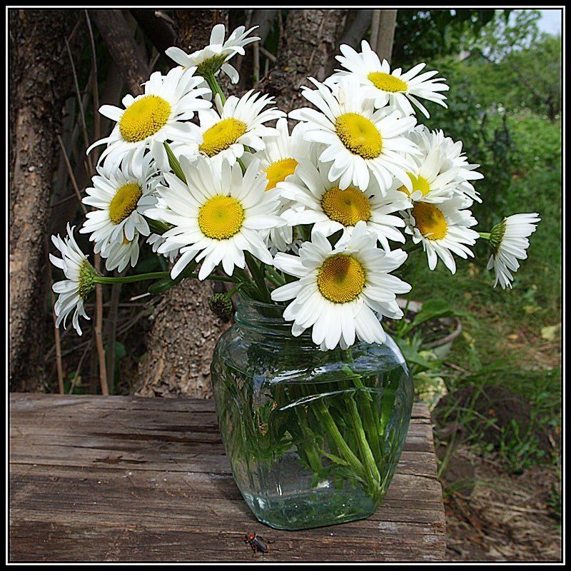 ромашки, лето Дачный этюдphoto preview