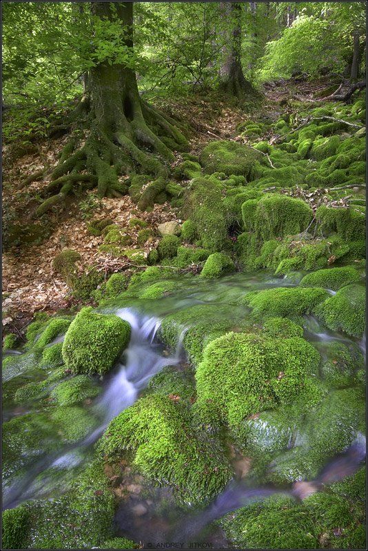 крым, родник, лес, мох, пейзаж Зелененькая..photo preview