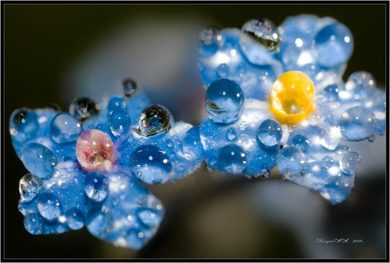 незабудки,цветы,роса Незабудкиphoto preview