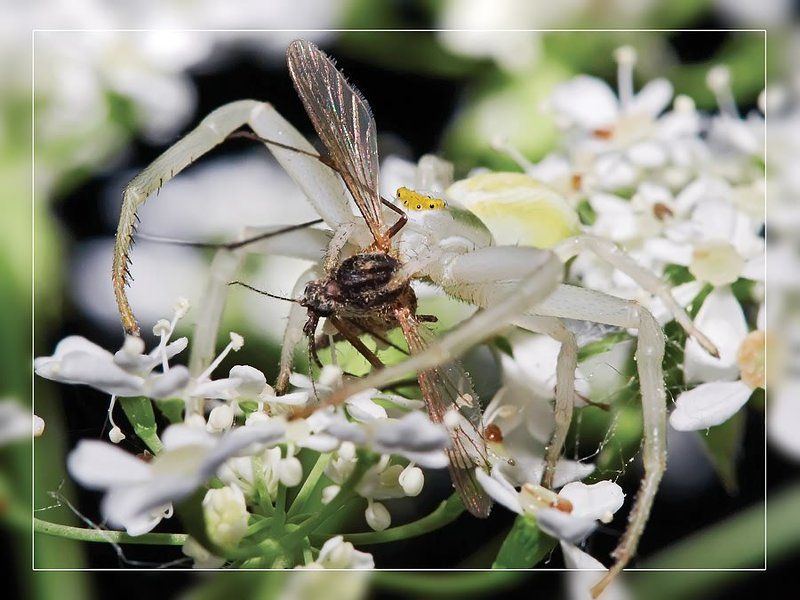 мастера маскировки Добычаphoto preview